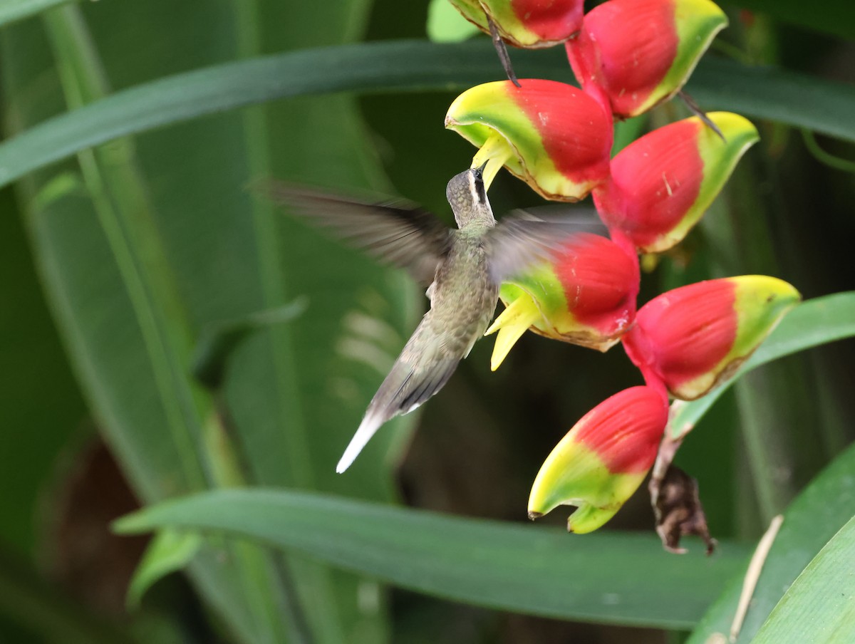 Long-billed Hermit - ML585272671