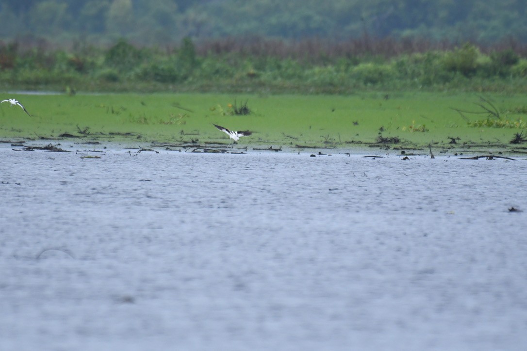 American Avocet - ML585274061