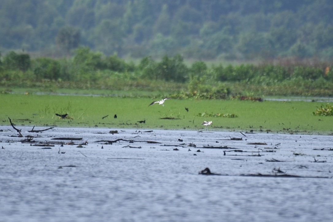 American Avocet - ML585274091