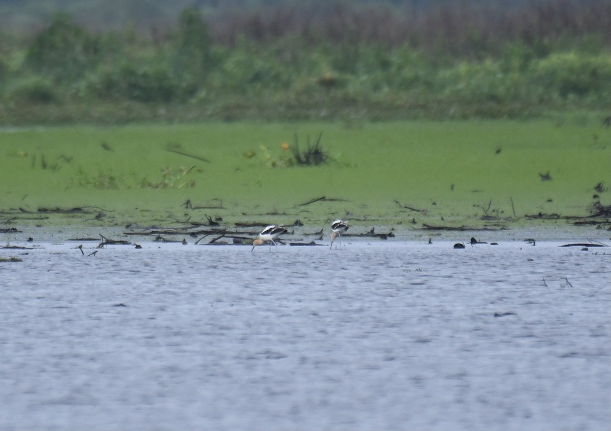 American Avocet - ML585274101