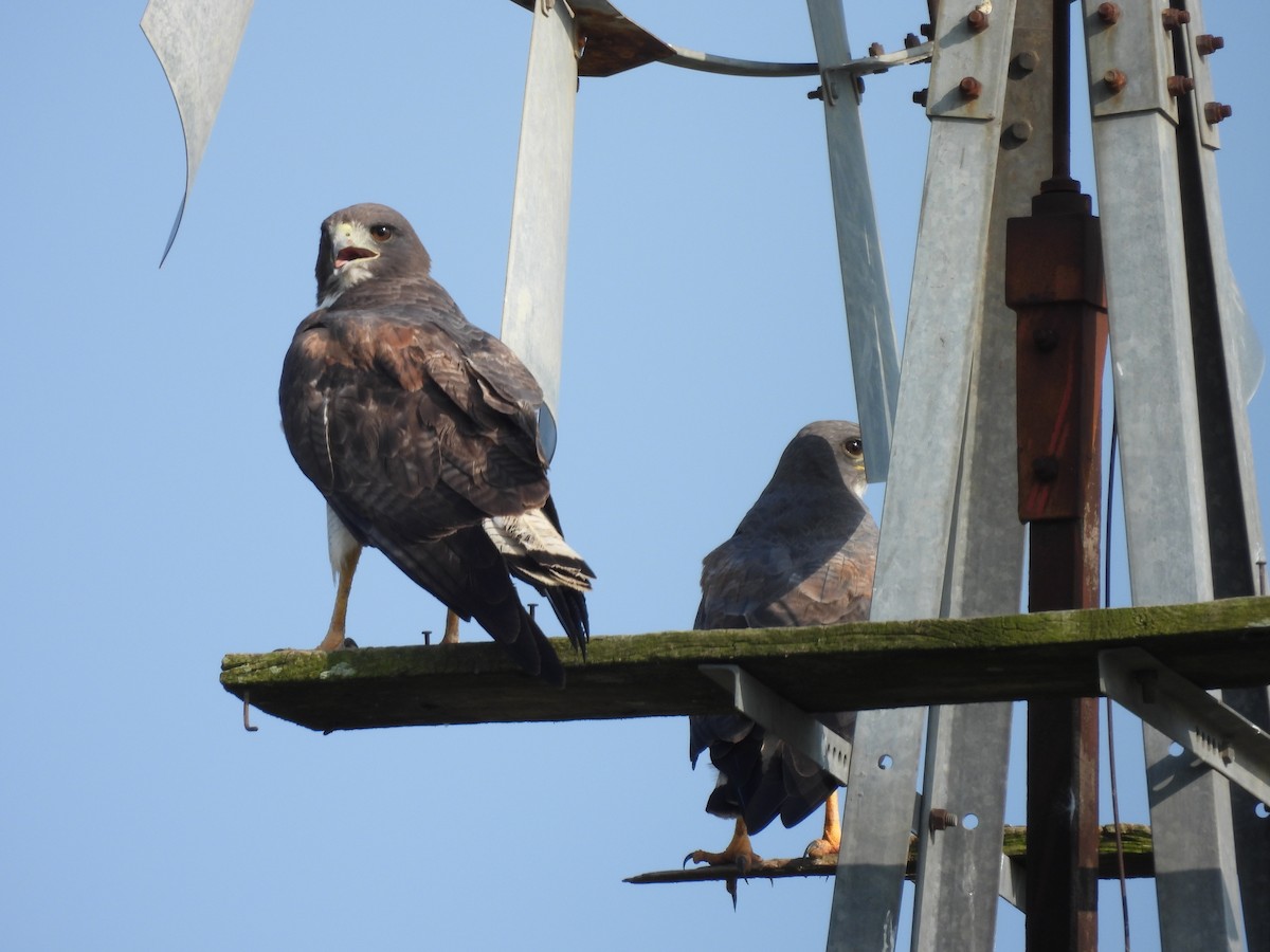 White-tailed Hawk - ML585274691