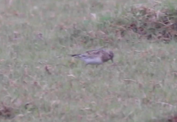 Baird's Sandpiper - ML585275931