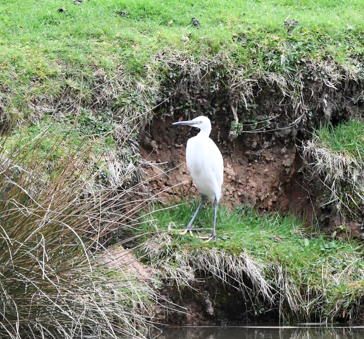 Little Egret (Western) - A Emmerson