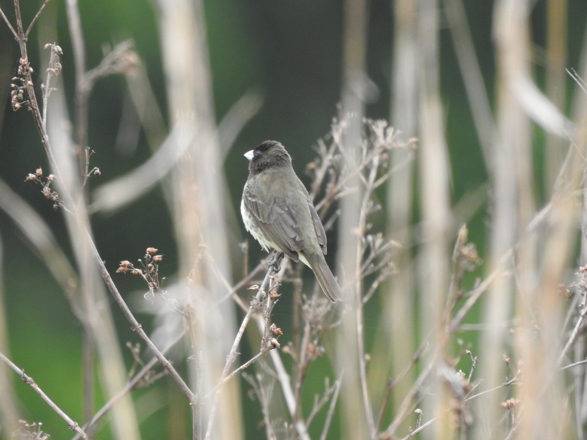 Yellow-bellied Seedeater - ML585276201