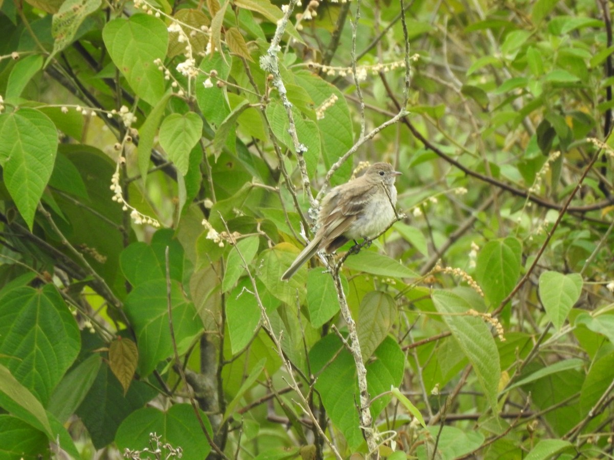 Lesser Elaenia - ML585276251