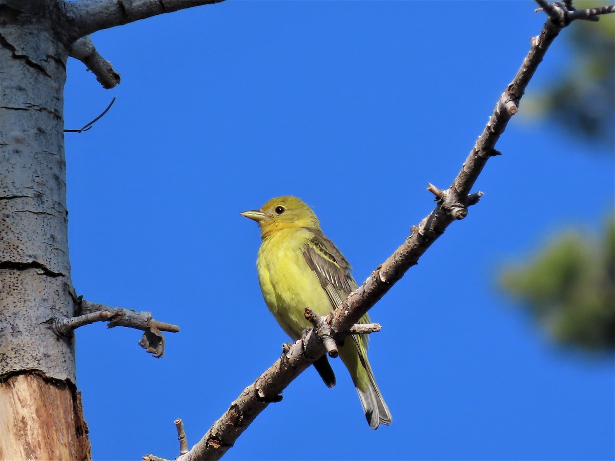 Western Tanager - ML585276701