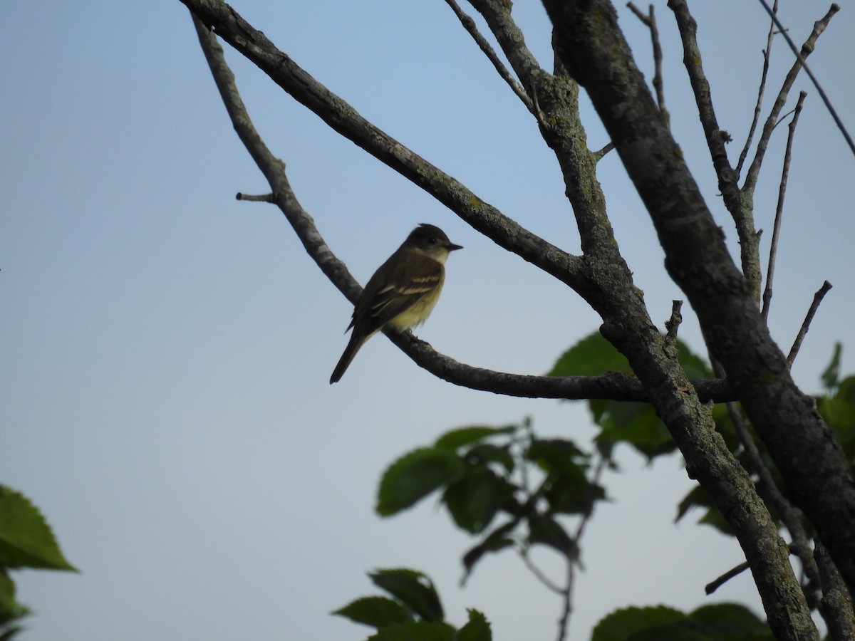 Alder Flycatcher - ML58527731