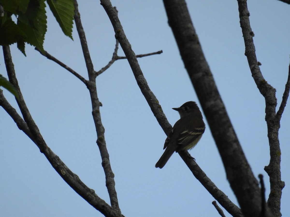 Alder Flycatcher - ML58527741