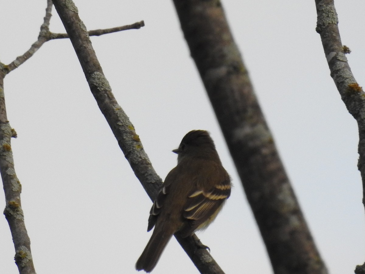 Alder Flycatcher - Chad Heath