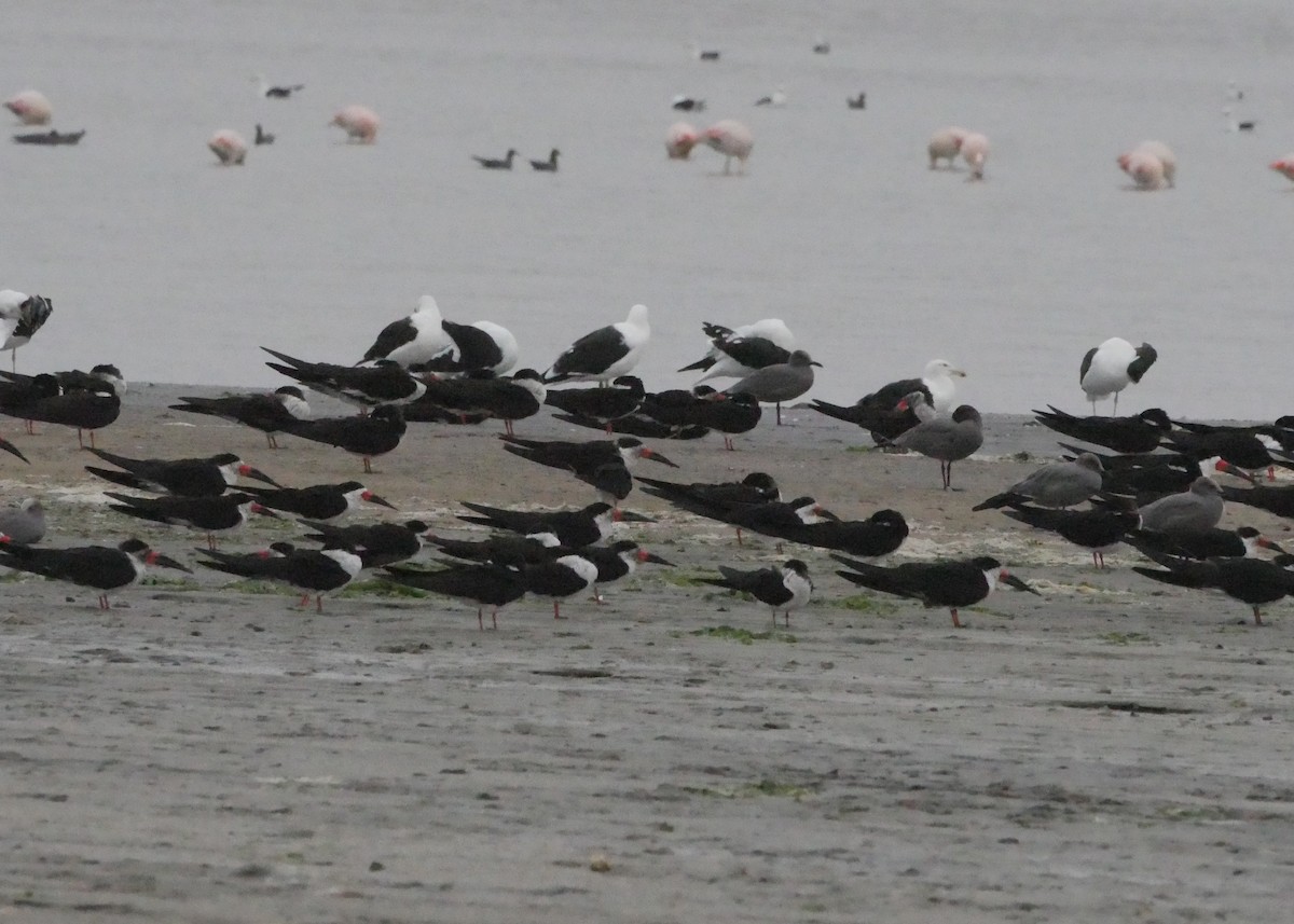 Black Skimmer - Jesse Fagan