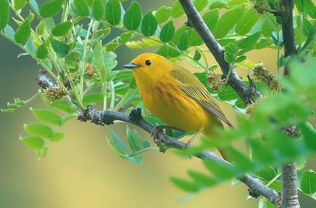 Yellow Warbler - ML585277991