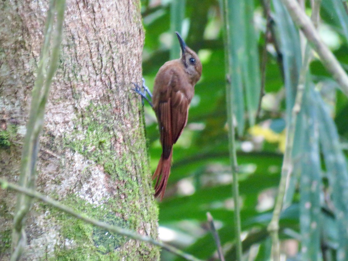 Plain-brown Woodcreeper - ML585278391