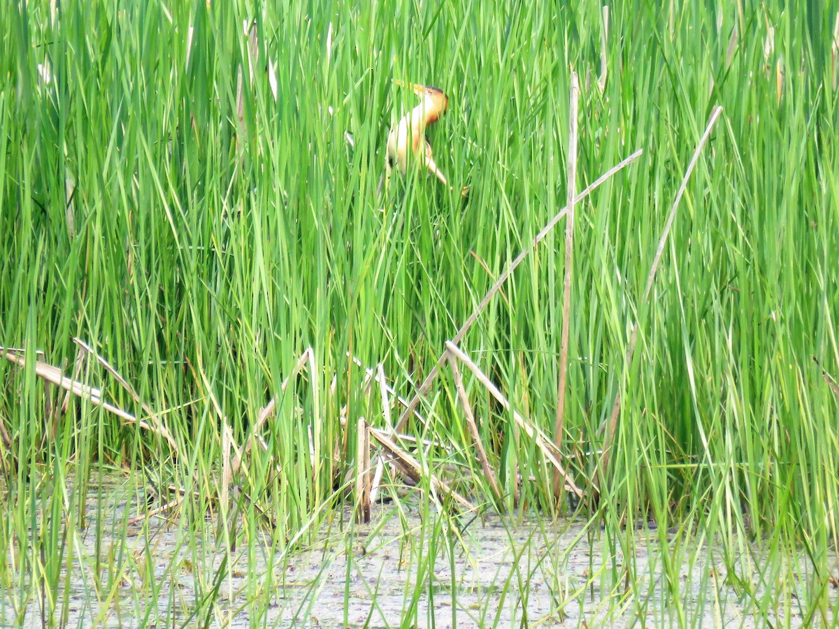 Least Bittern - ML585279481