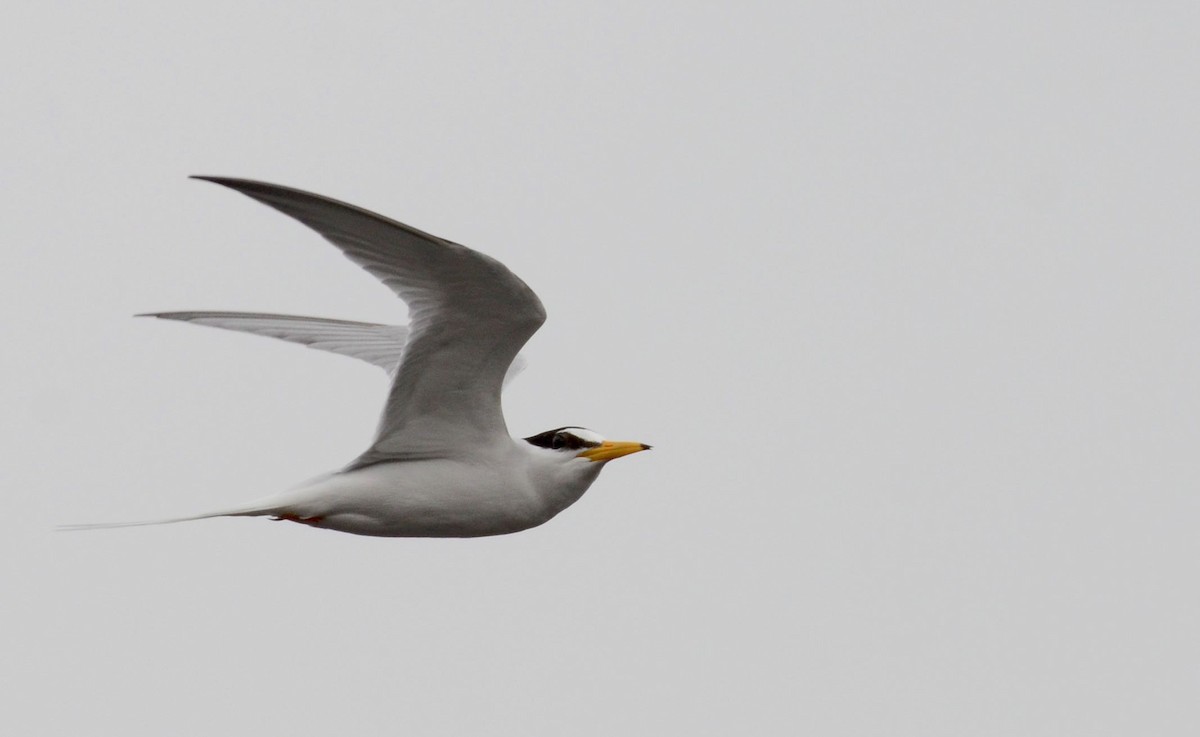 Little Tern - ML58528001