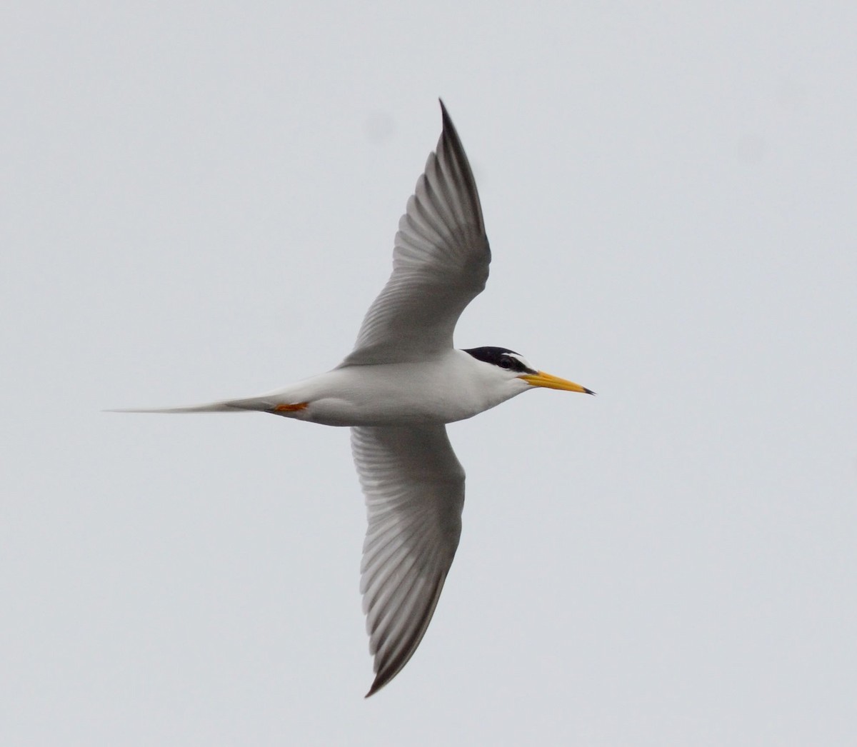 Little Tern - ML58528021