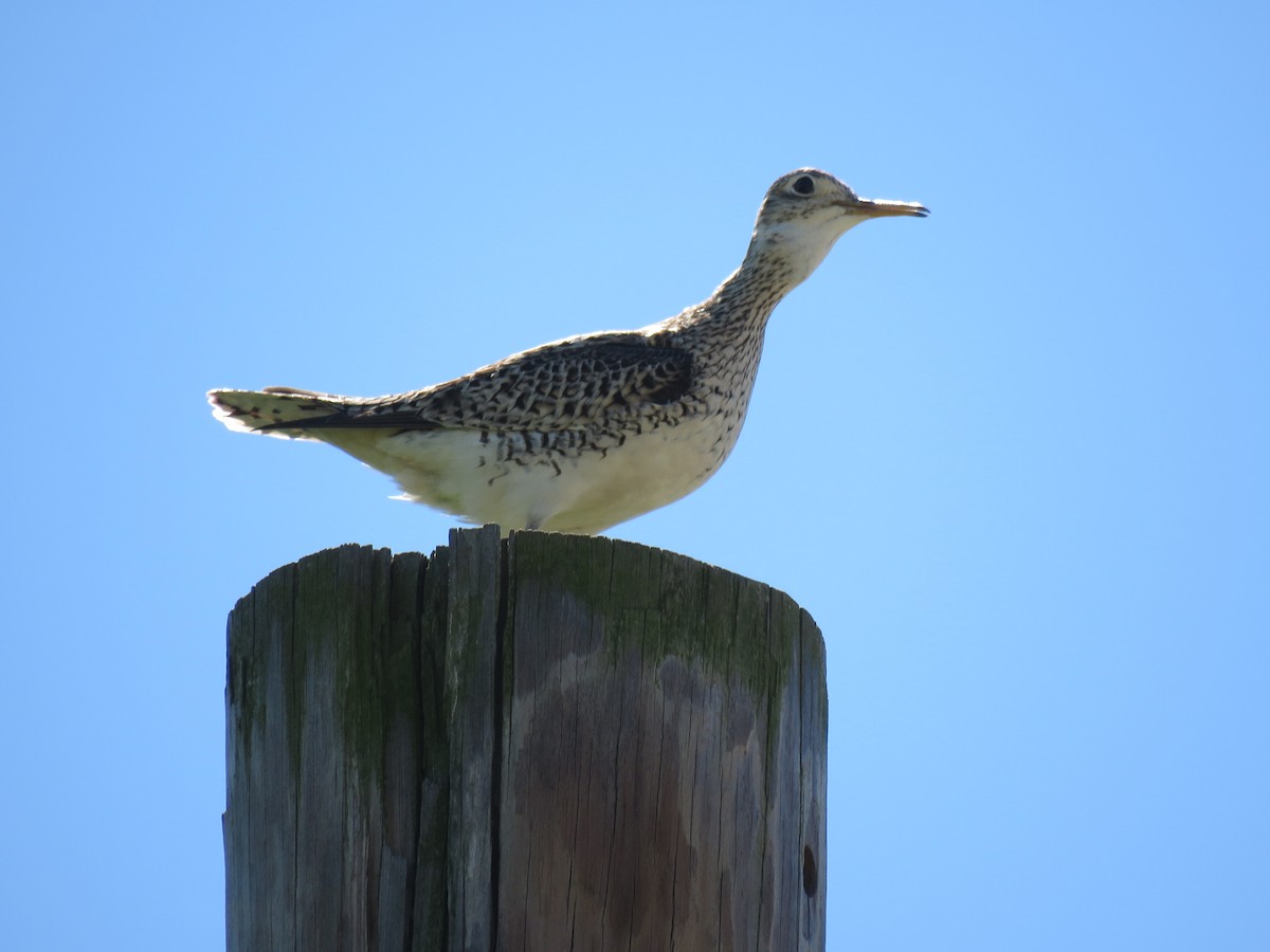 Upland Sandpiper - Tom Frankel
