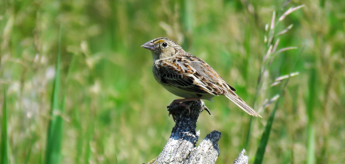 Grasshopper Sparrow - ML585281181