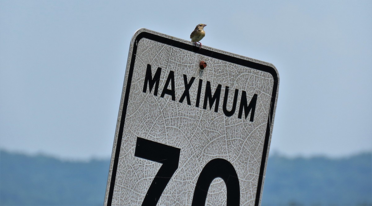 Grasshopper Sparrow - ML585281991