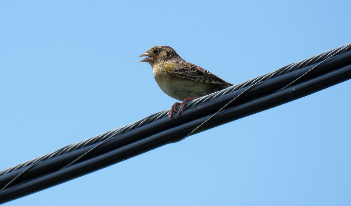 Grasshopper Sparrow - ML585282211