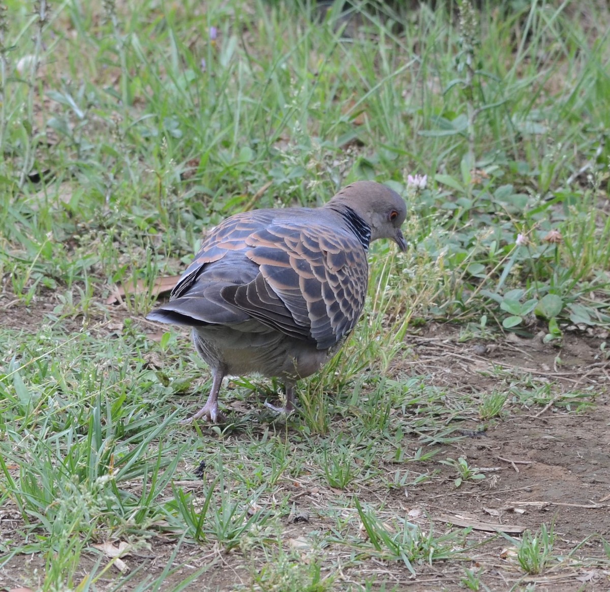 Oriental Turtle-Dove - Timothy Spahr