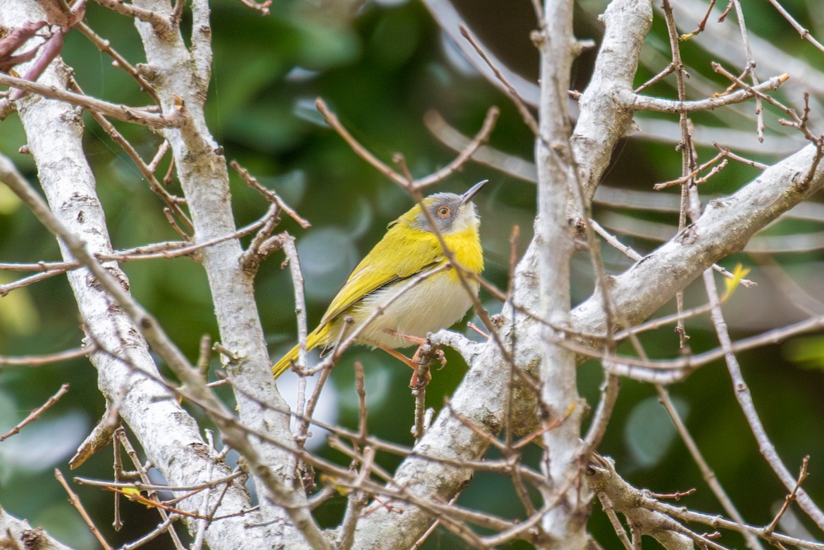 Yellow-breasted Apalis - ML585283581