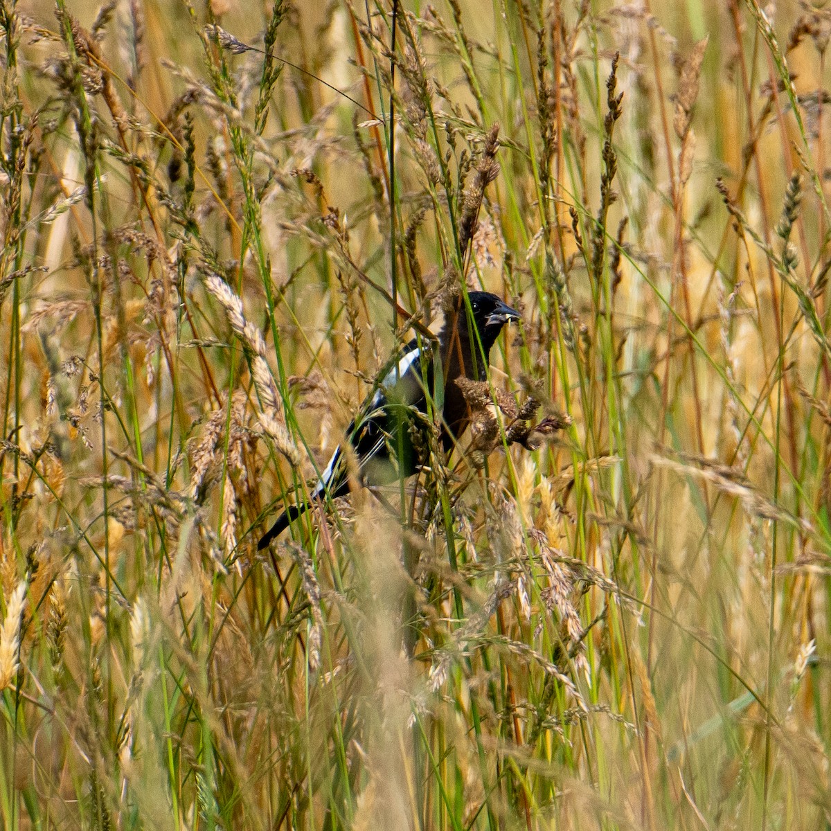 Bobolink - Steve McInnis