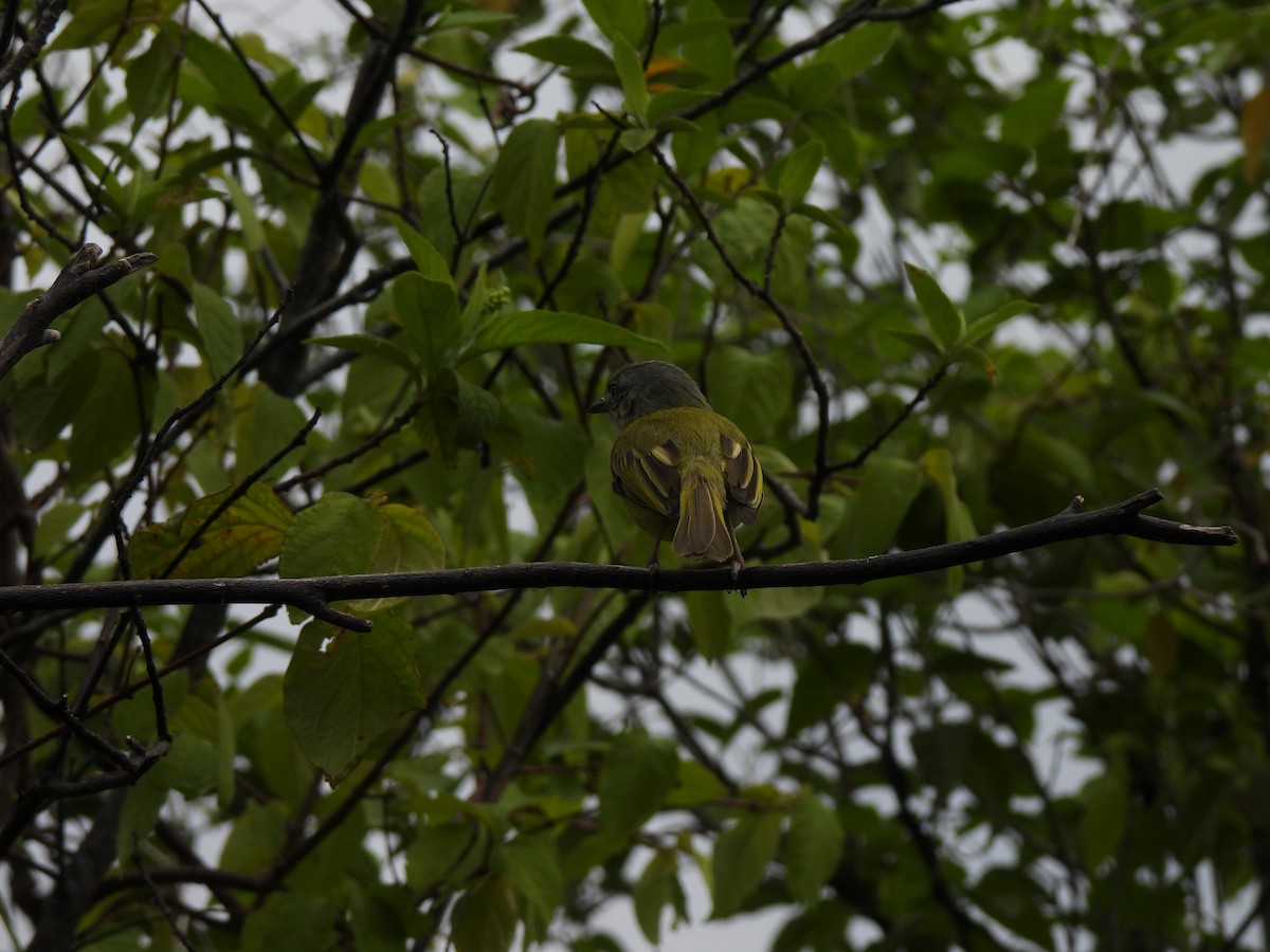Yellow-olive Flatbill - ML585285181