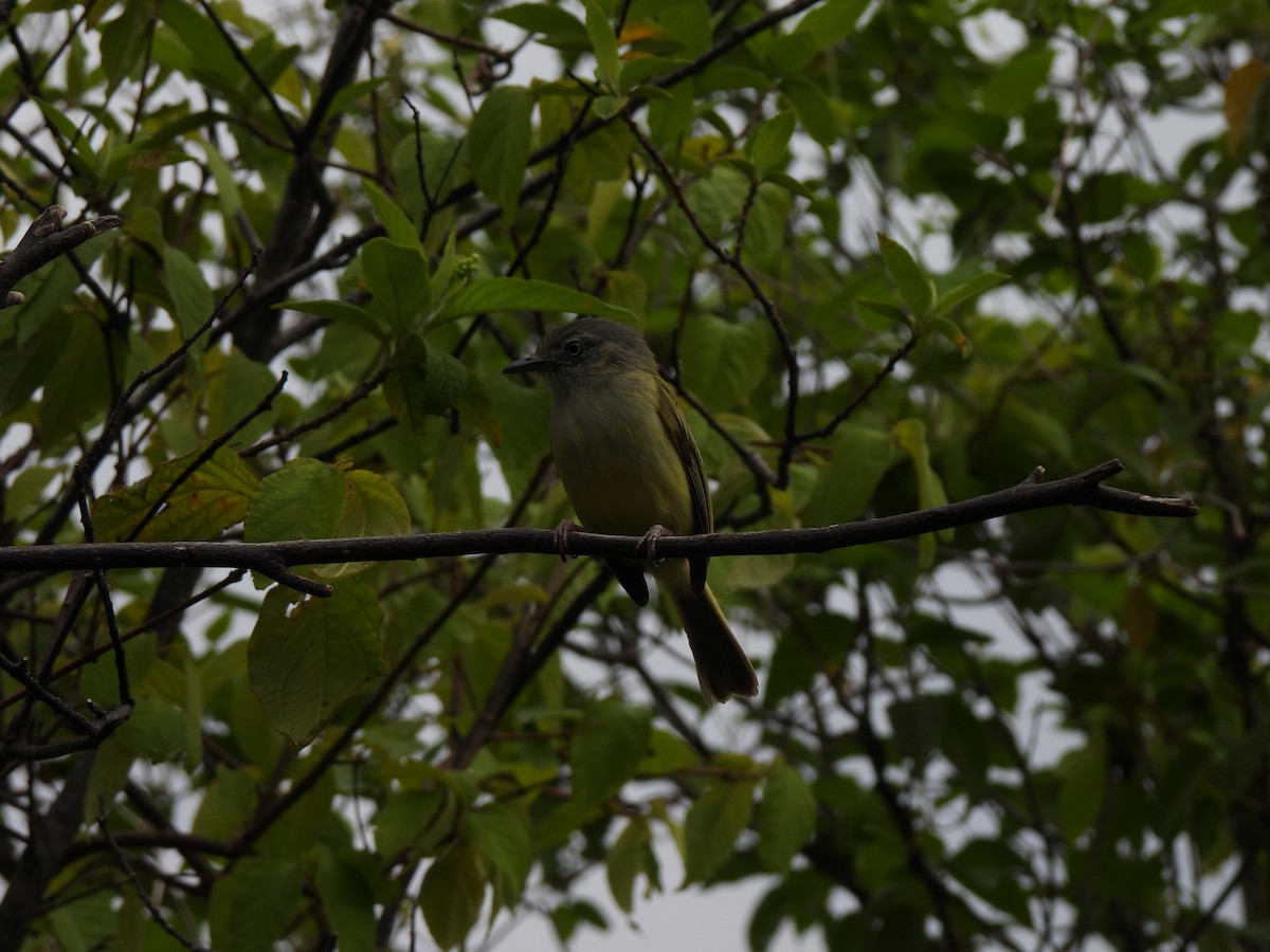Yellow-olive Flatbill - ML585285191