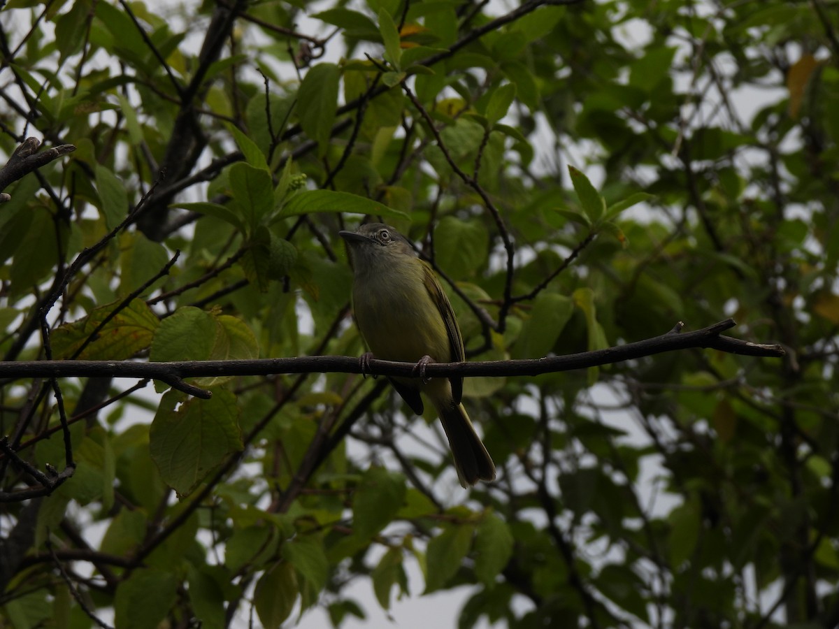 Yellow-olive Flatbill - ML585285201
