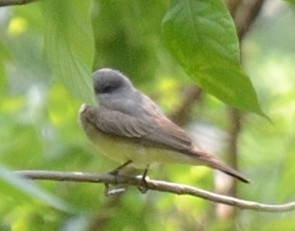 Cassin's Kingbird - ML585285741