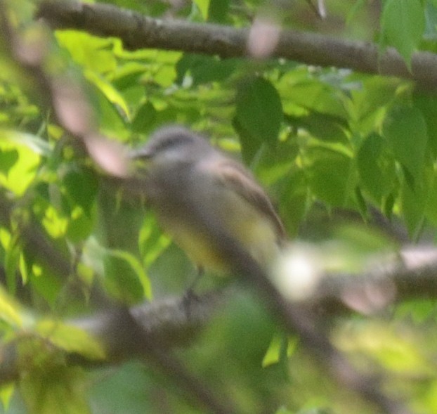 Cassin's Kingbird - ML585285751