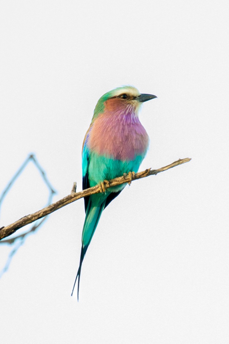 Lilac-breasted Roller - ML585286231