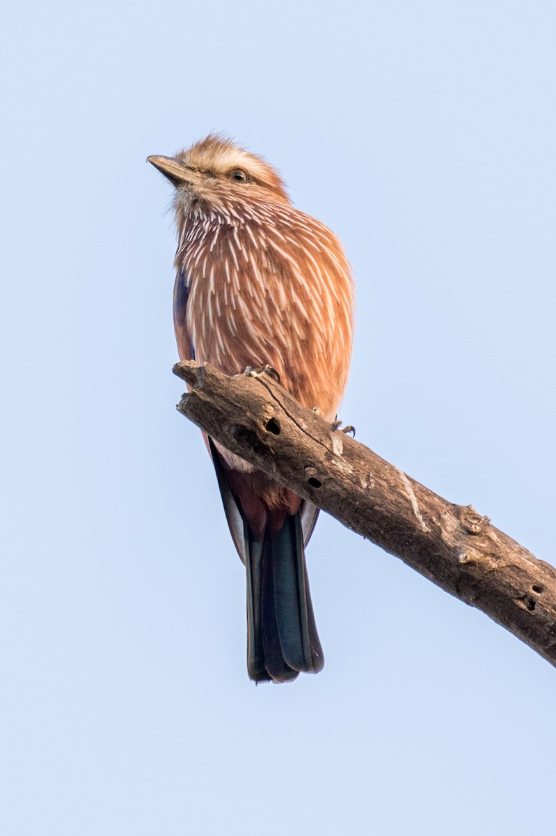 Purple Roller - ML585286311