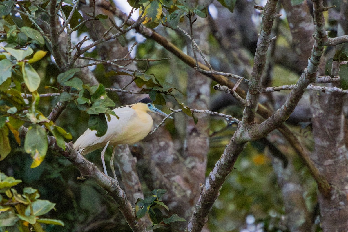 Capped Heron - ML585287291