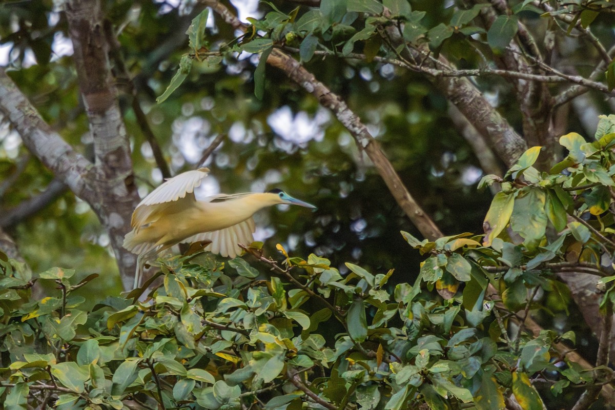 Capped Heron - ML585287301