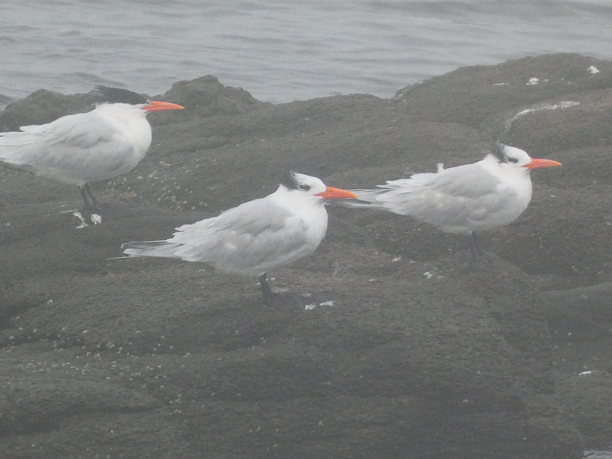 Royal Tern - María Moreno