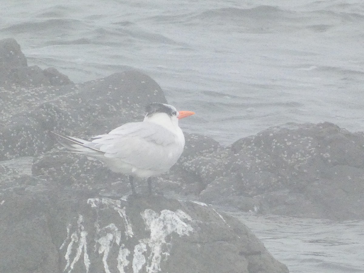 Royal Tern - ML585288861