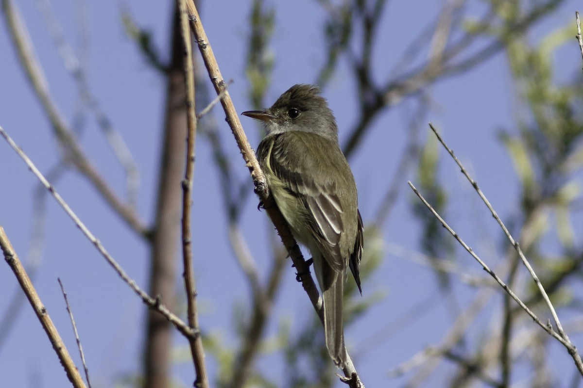 Willow Flycatcher - ML585289611