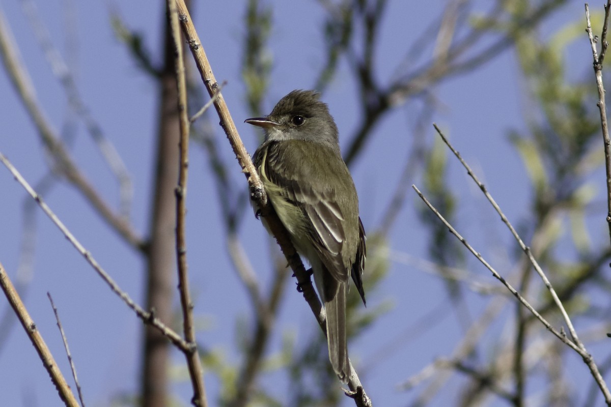 Willow Flycatcher - ML585289621