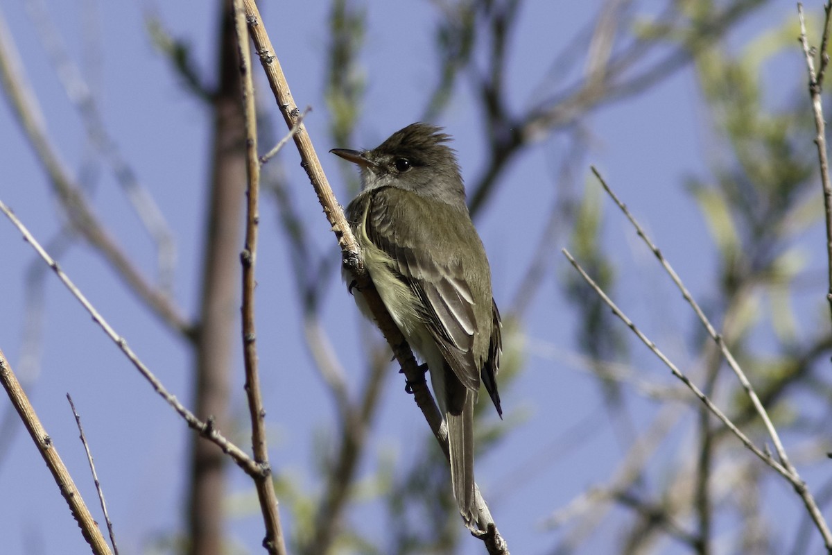 Willow Flycatcher - ML585289631