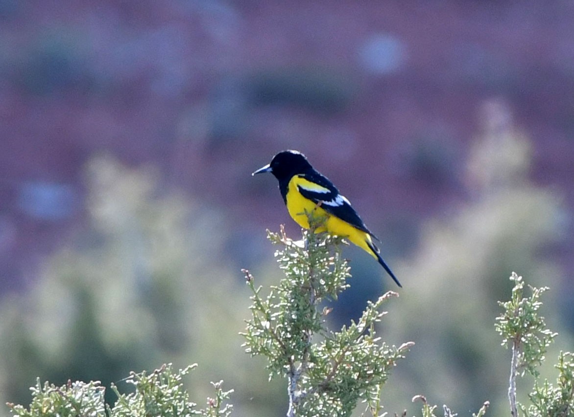 eBird Checklist - 15 Jun 2023 - Johnny Behind the Rocks - 24 species