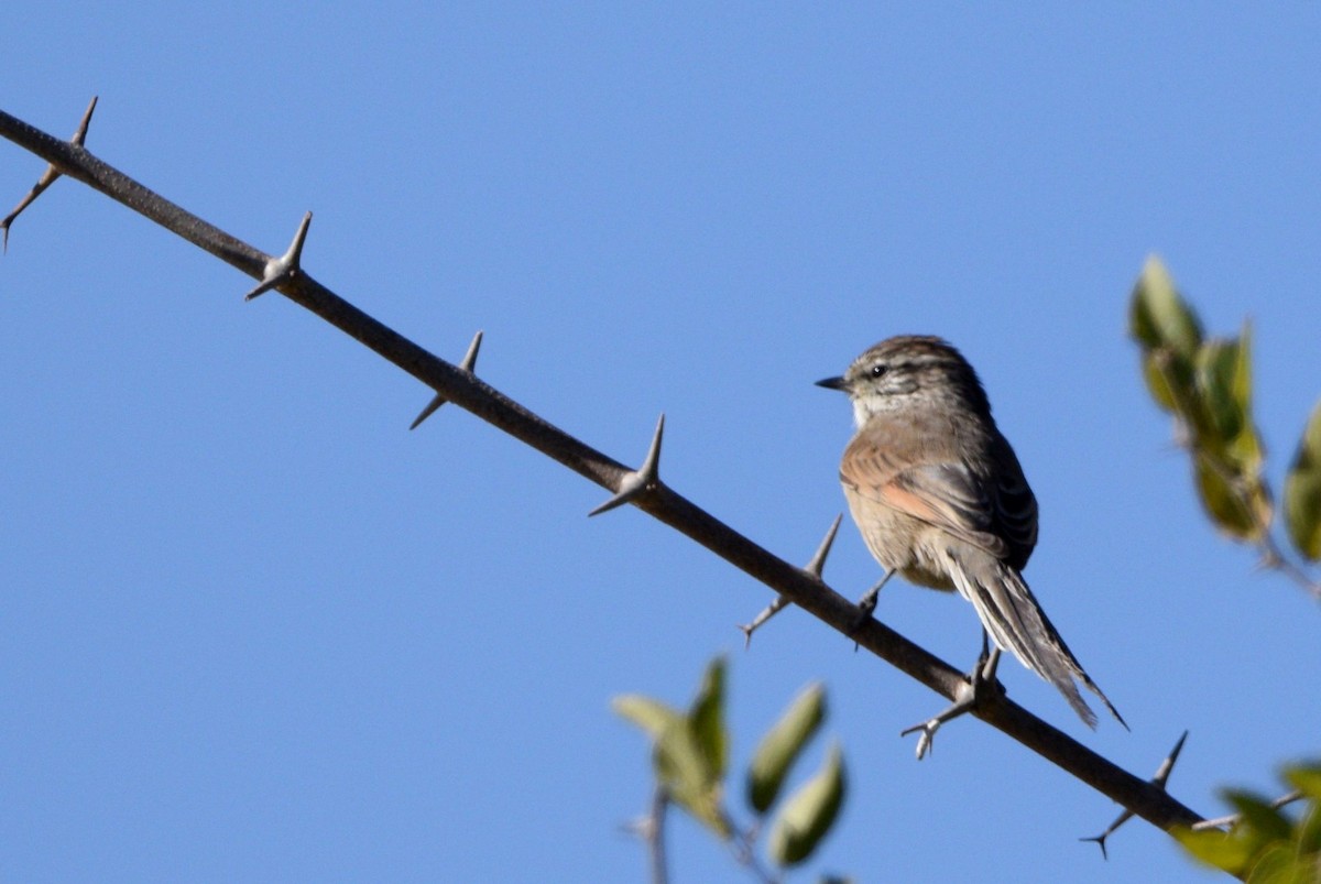 Plain-mantled Tit-Spinetail - ML585290401