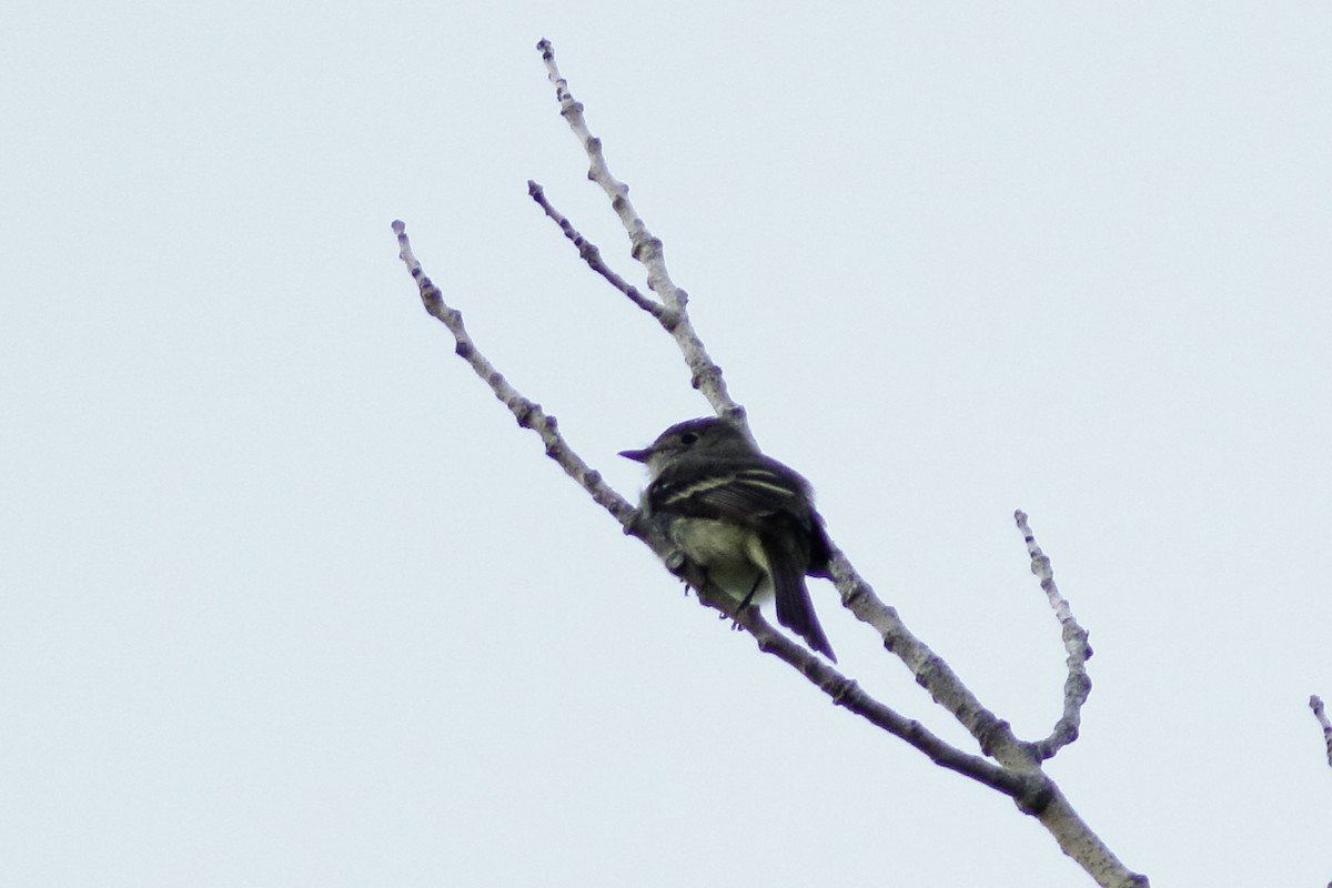 Least Flycatcher - ML585290821