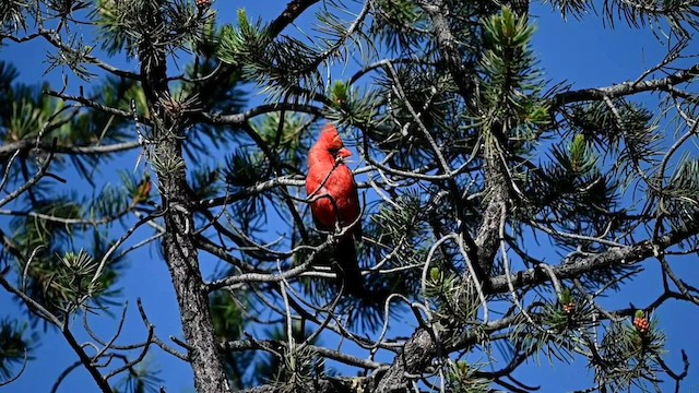 Cardinal rouge - ML585293551