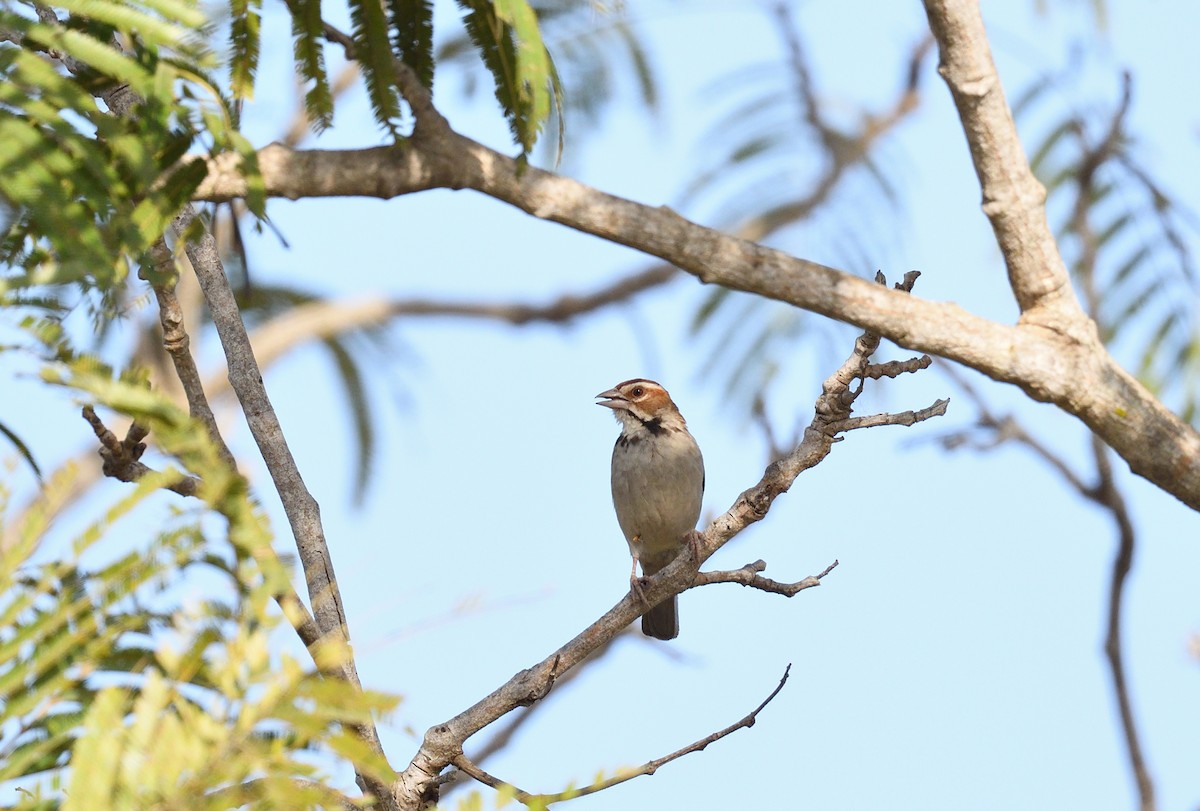 Chestnut-crowned Sparrow-Weaver - Paul  van Pelt