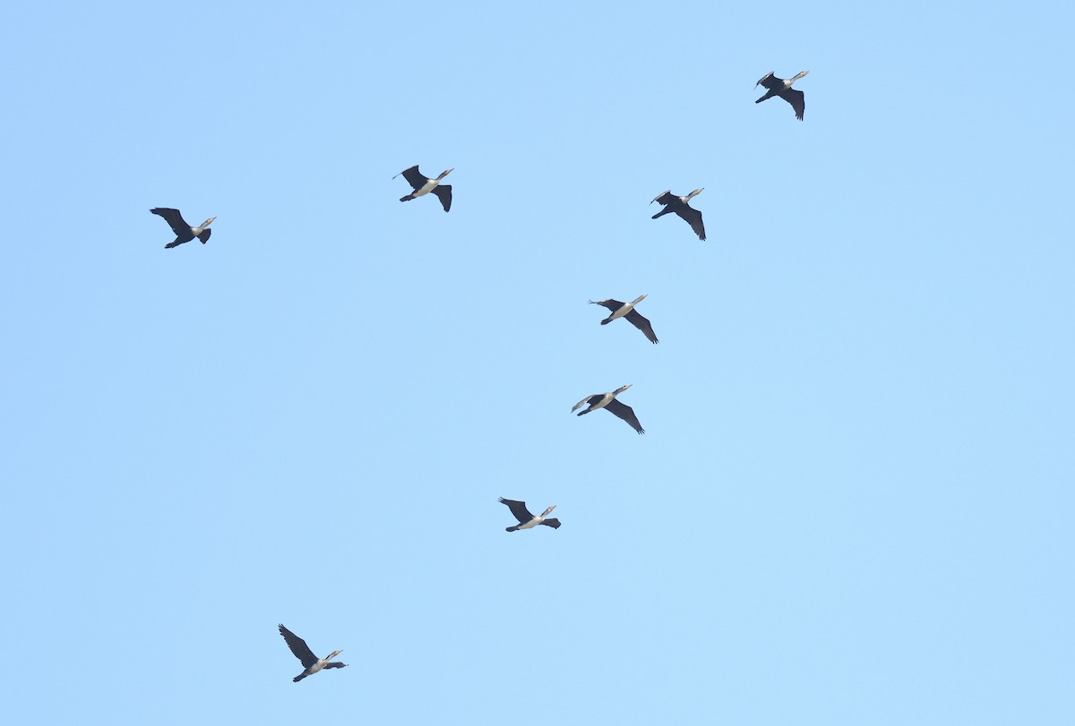 Great Cormorant (White-breasted) - ML585293721