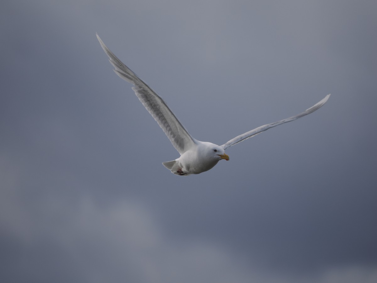 Glaucous Gull - ML585294661