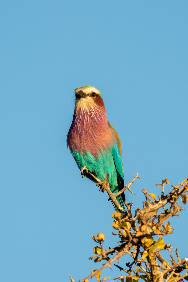Lilac-breasted Roller - ML585294861