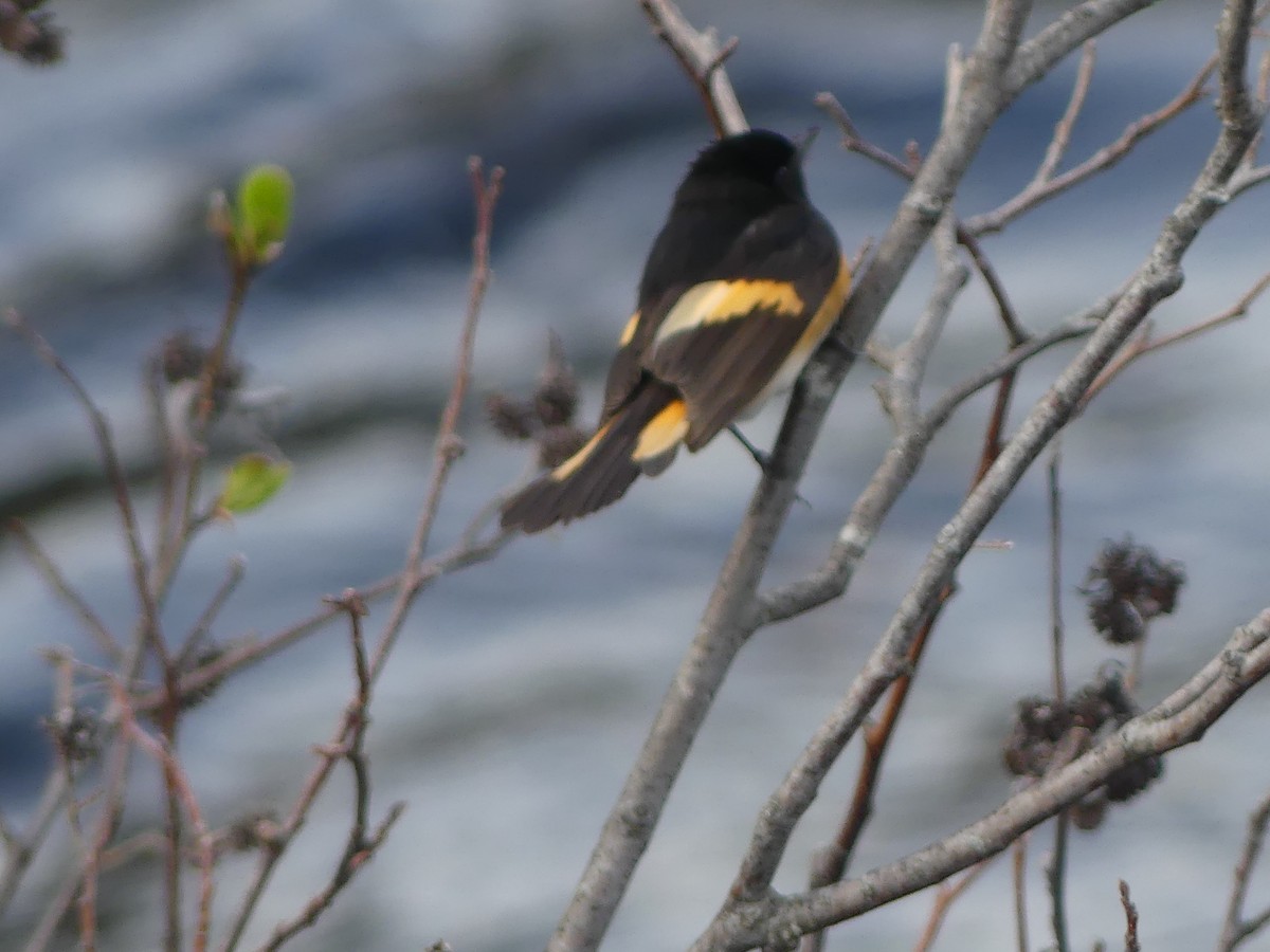 American Redstart - claudine lafrance cohl