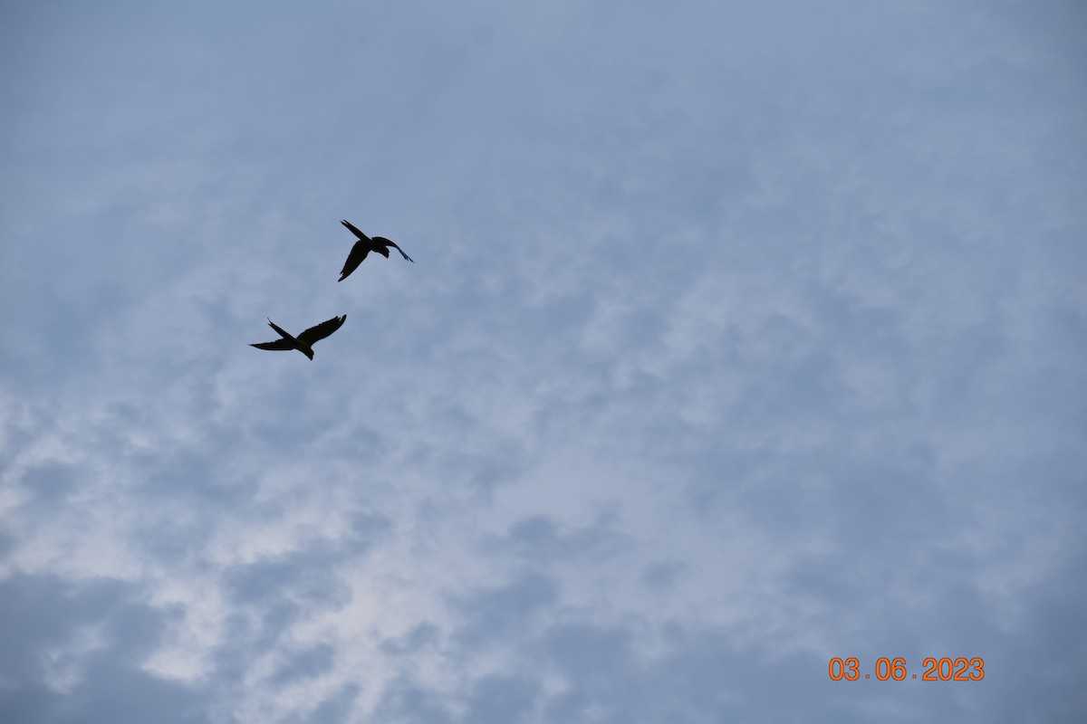 large macaw sp. - John Cassell